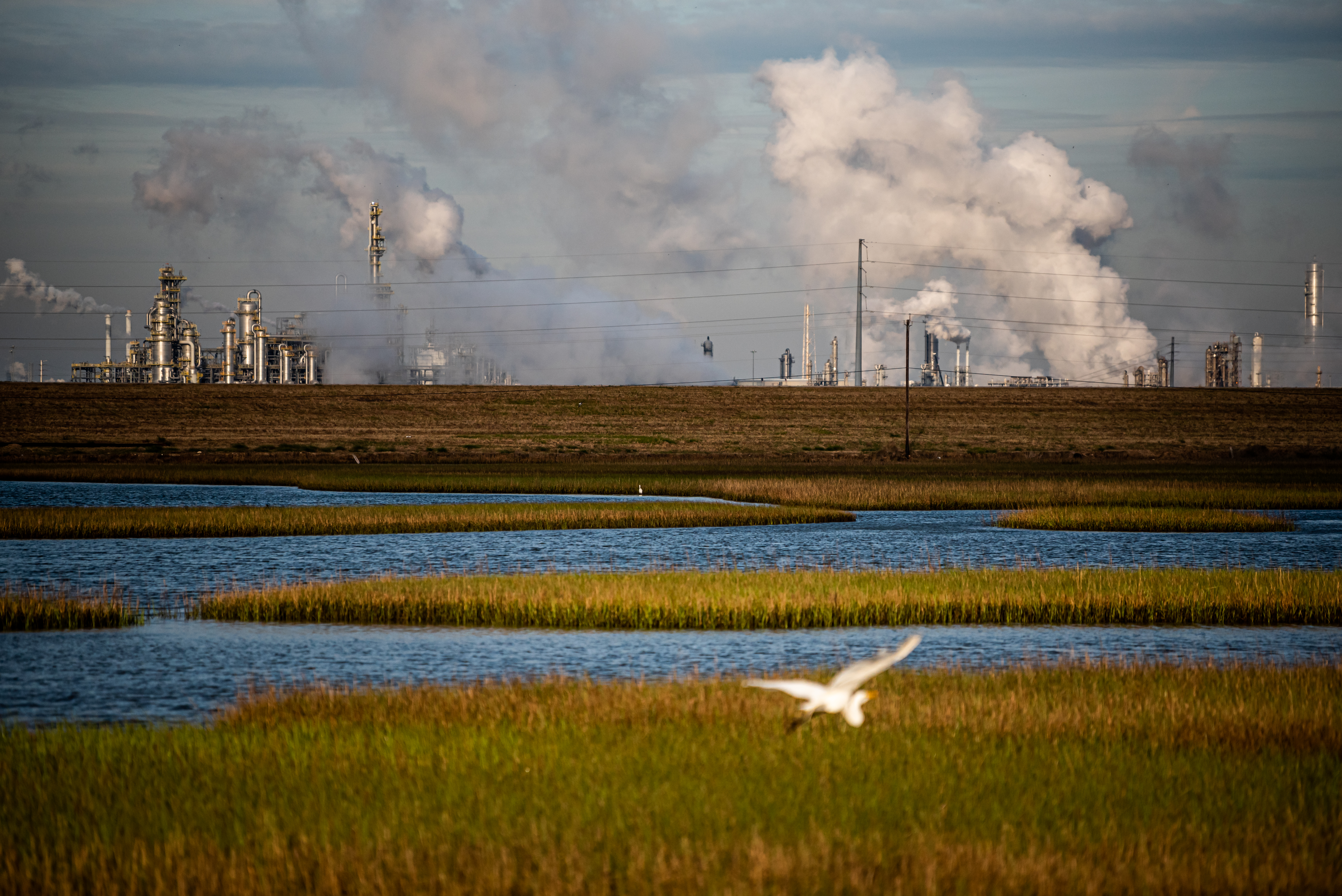 A white seabird catches a breeze above a marshy part of the Brazos, looking for food in the seagrass. in the background, petrochemical plants steam.
