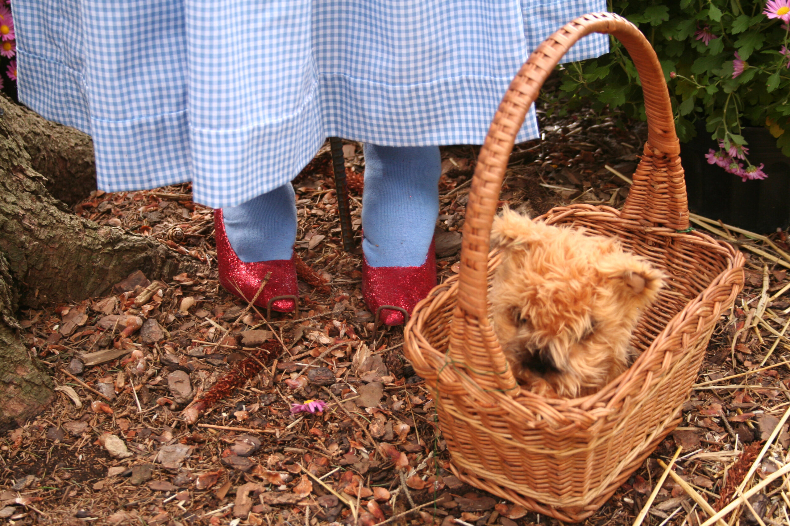A photo of a person's legs and feet wearing a white dress, stocking and ruby slippers, with a picnic basket holding a dog plush (meant to be Toto) rests nearby.