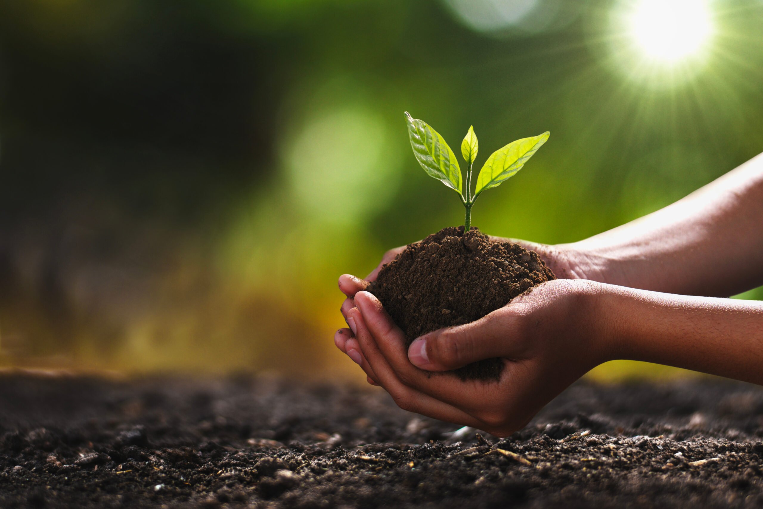 The hands of a person of color cupped around a seedling of a small tree, its leaves looking a little bit like angel's wings.