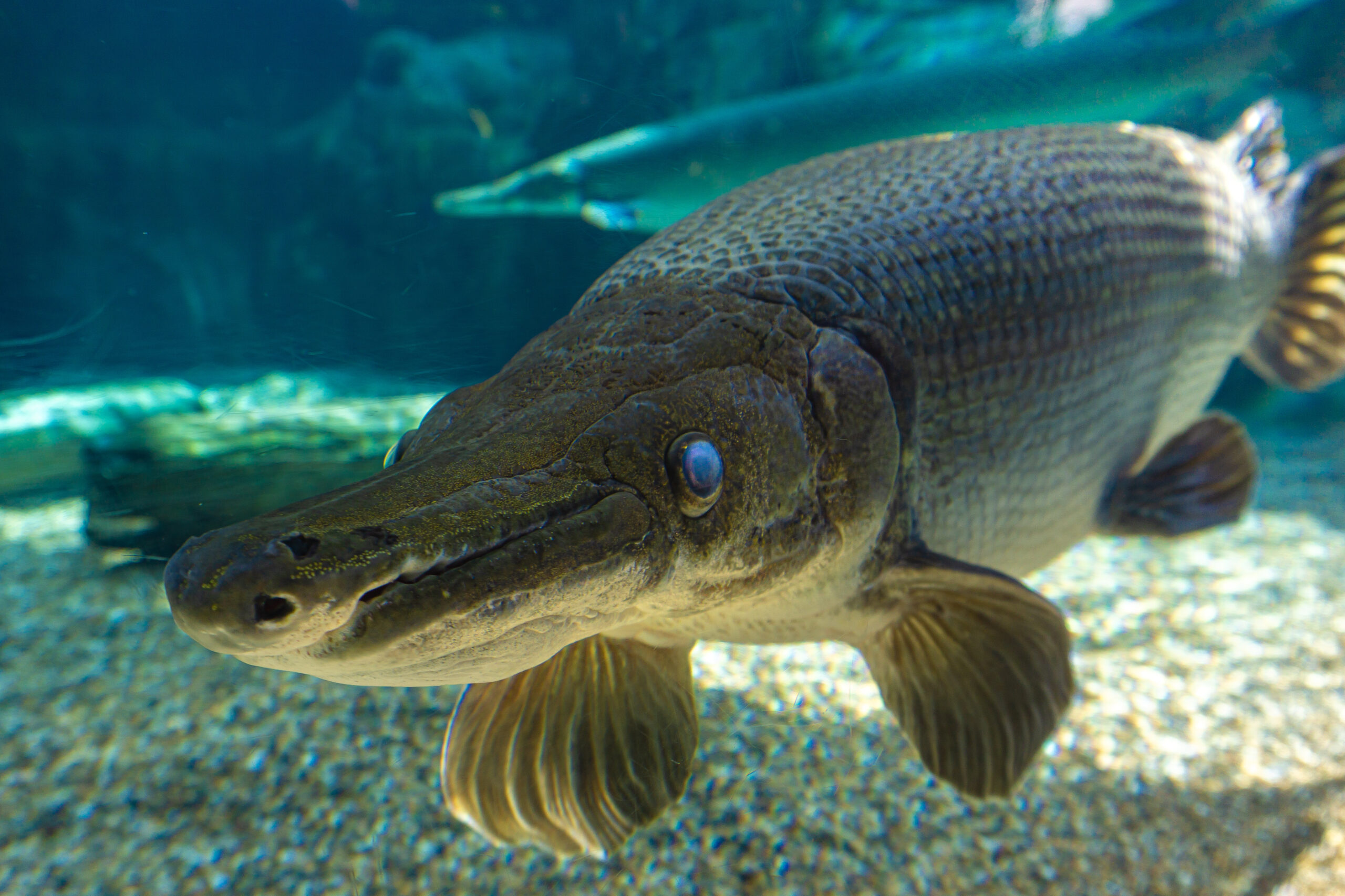 An alligator gar in a tank approaches the camera with its pointy, toothy mouth and beady eye gazing at the viewer.