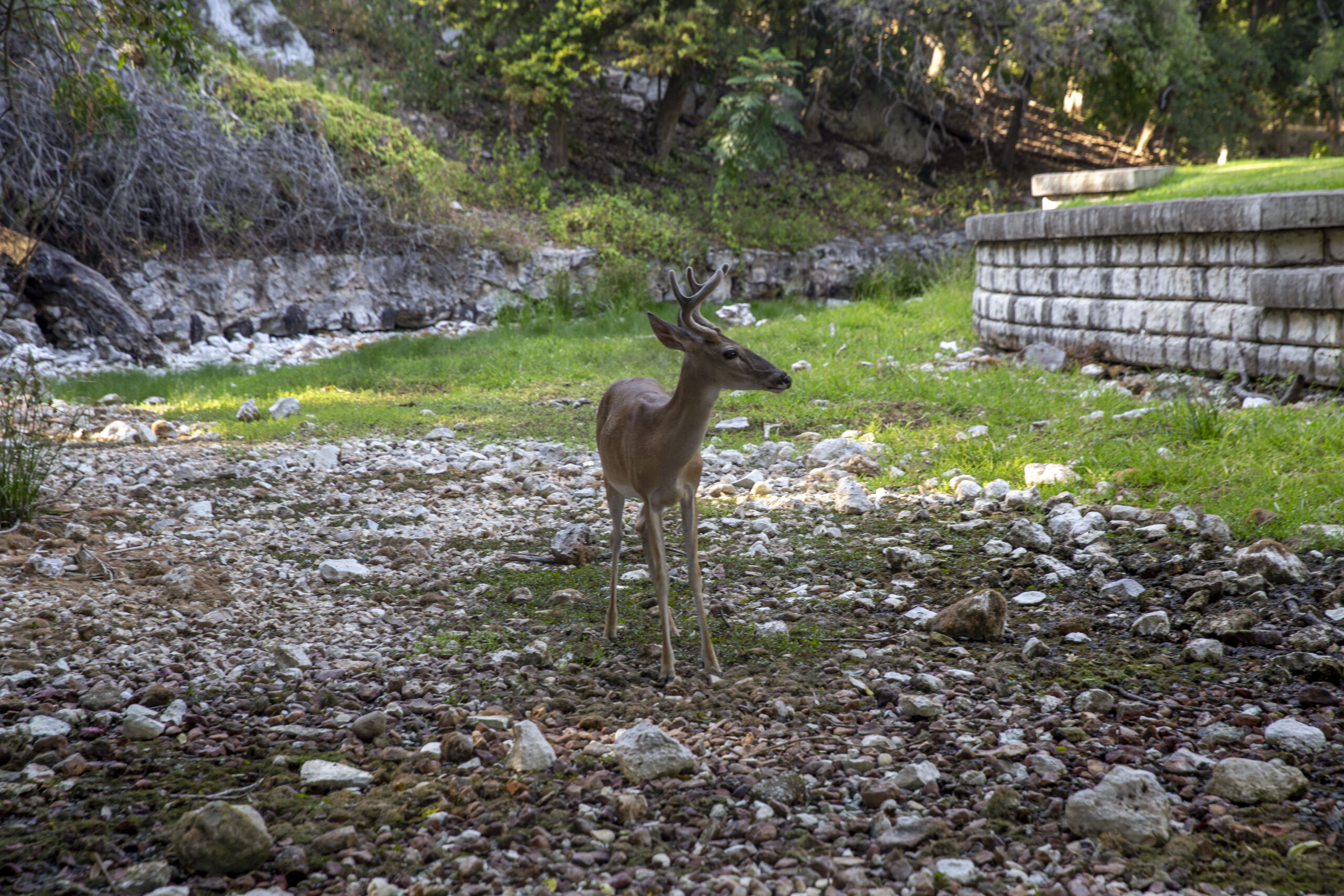 A young, small deer with immature horns navigates the dry creek bed at Comal Springs. 