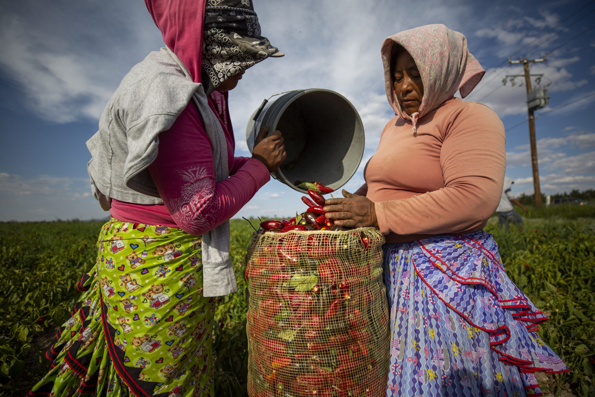 Two indigenous Mexican women in colorful clothing and head scarves sort bright red peppers on a farm under a partly cloudy sky.