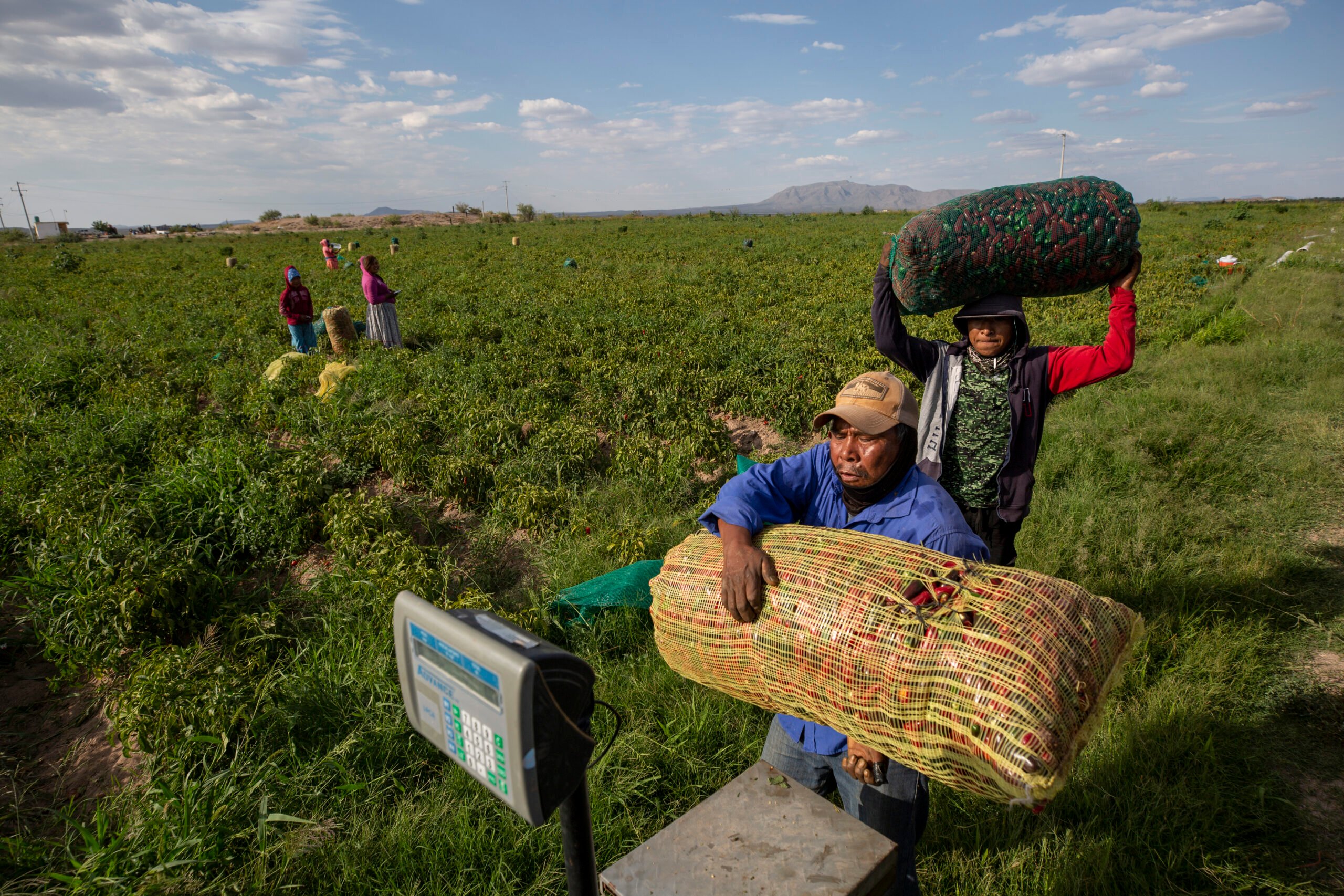 Agricultural workers pick jalapeño peppers near Boquilla, Chihuahua in September 2023.