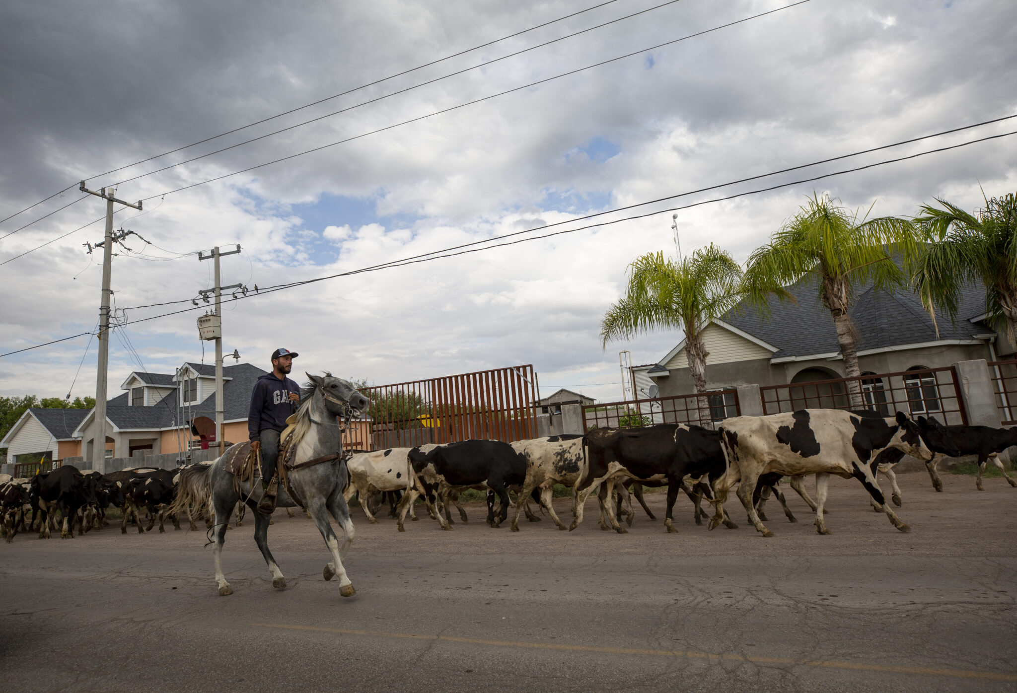 A cowboy on horseback in a GAP sweatshirt guides cattle down a suburban Mexican street.