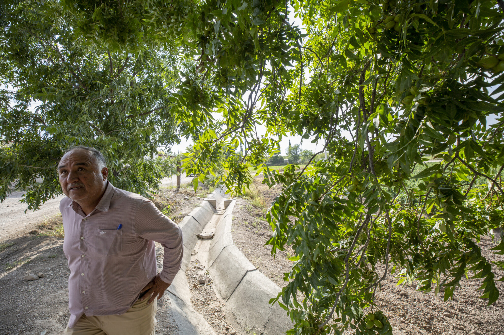 A round-faced, aging Mexican man in a button down and slacks stands under the spreading foliage of a vibrant looking tree.