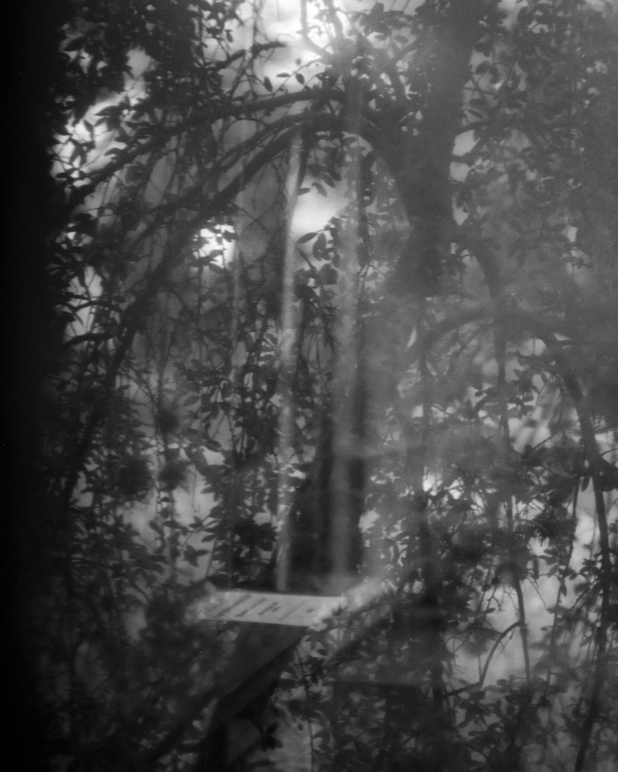 A shot through the foliage filled windows of the former AGE Building in Austin