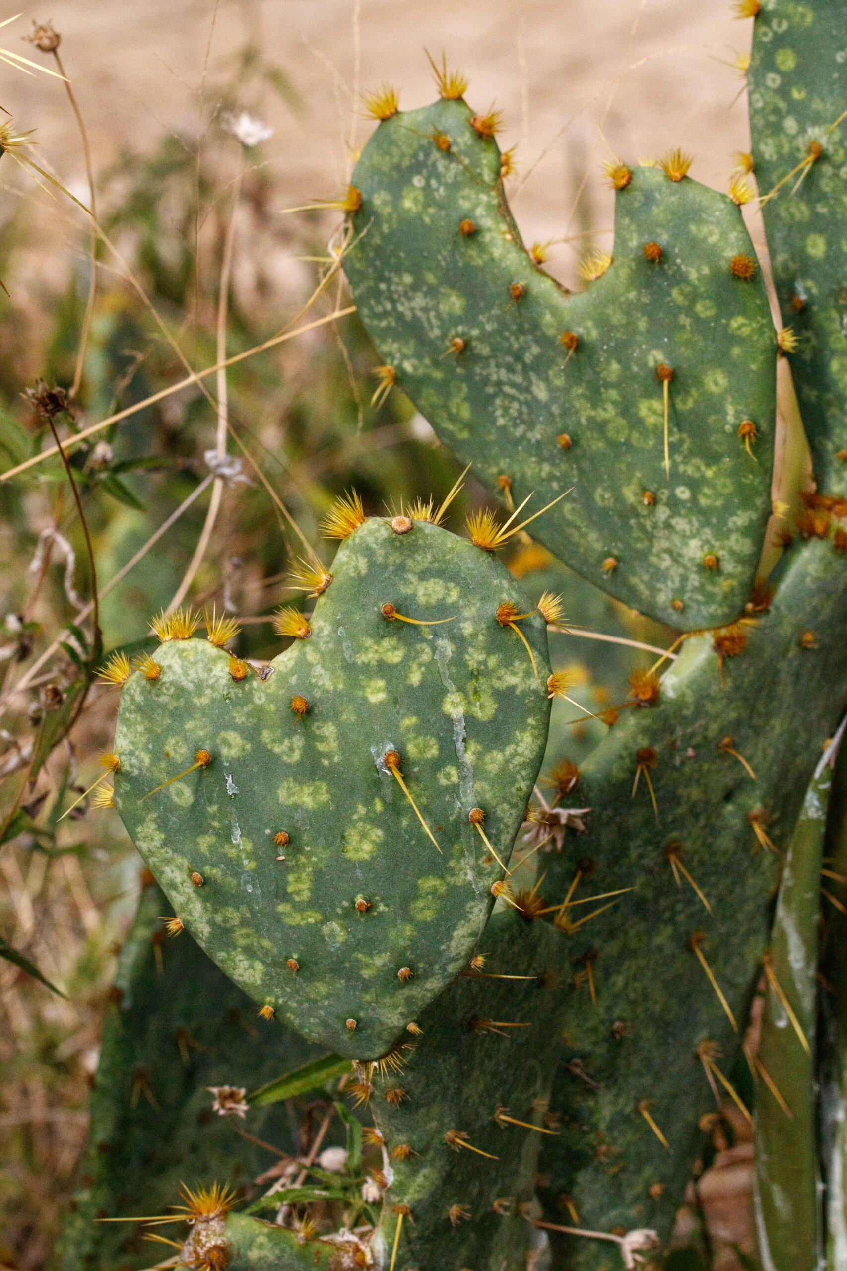 The prickly pear's thick, succulent leaves are roughly heart-shaped and covered with long spines.