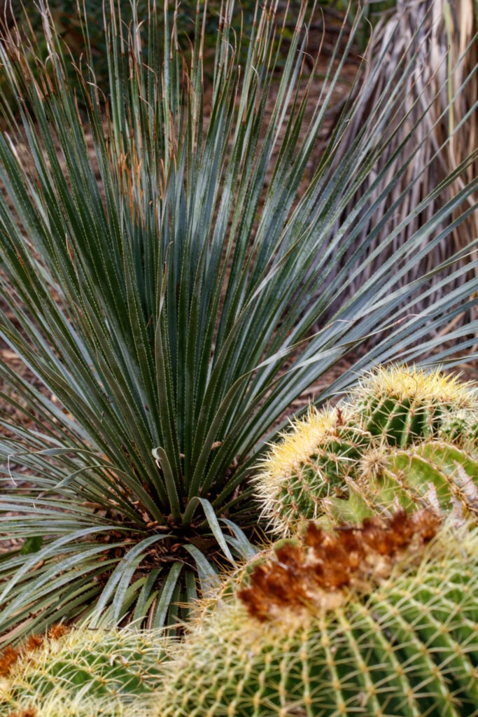 Two plants growing together, the fan-like fronds of the Texas sotol provide a backdrop to the spherical, spine-covered bulbs of the yellow green fishhook barrel cactus in the foreground, including red blossoms along the top of one.