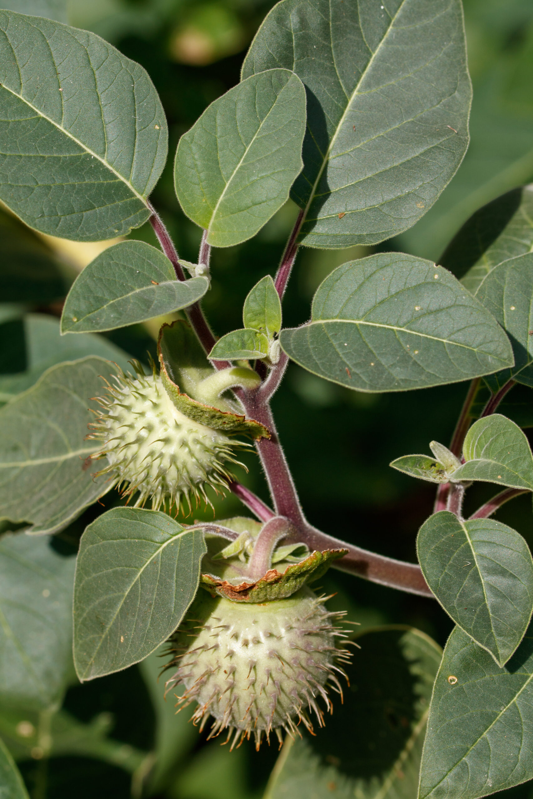 Spiny, spherical seed pods are forming among the green leaves of this datura plant.