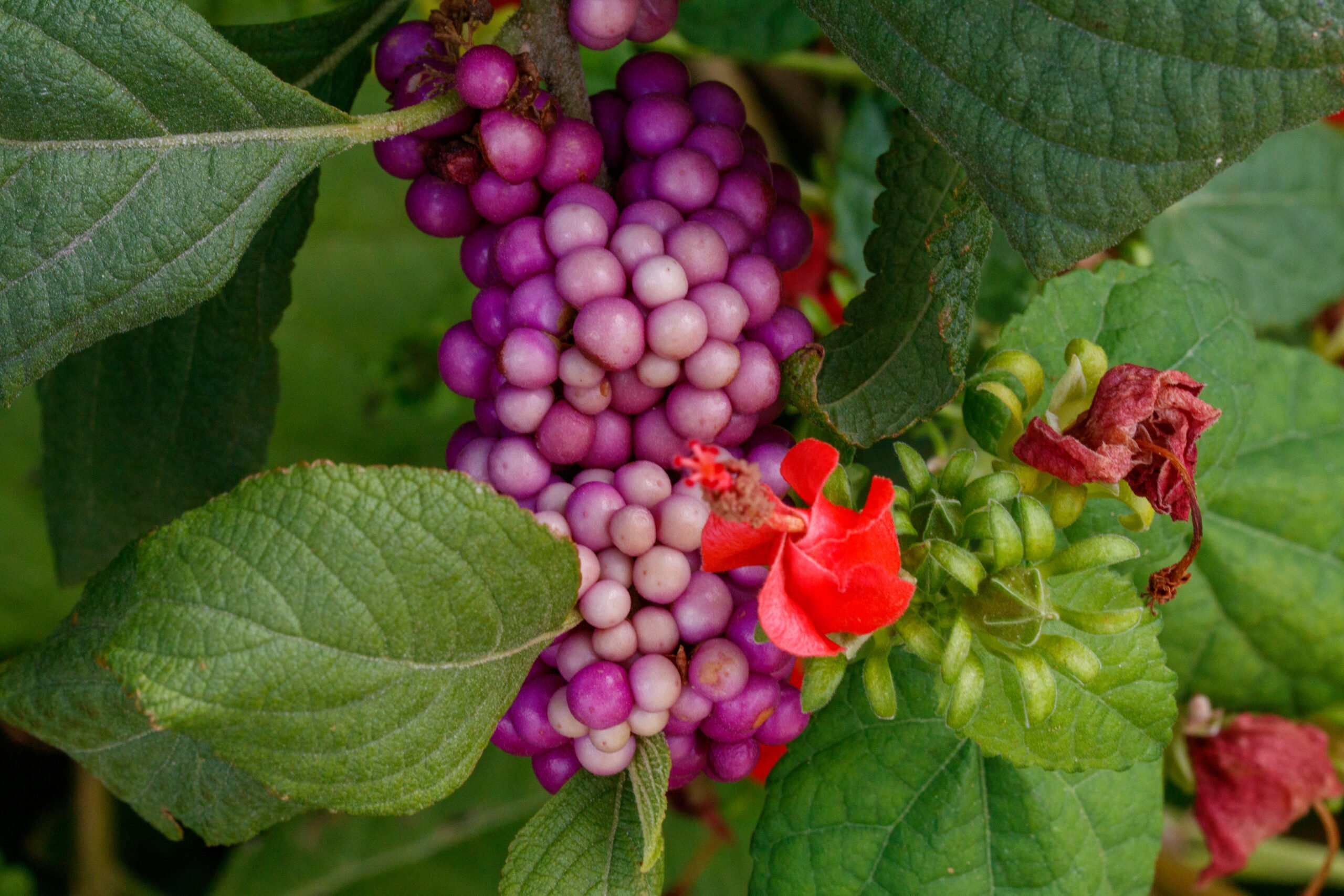 Purple berries, which form on the American beautyberry (Callicarpa americana) plant in the fall, sit behind red Turk's cap (Malvaviscus arboreus) blooms at the San Antonio Botanical Garden.