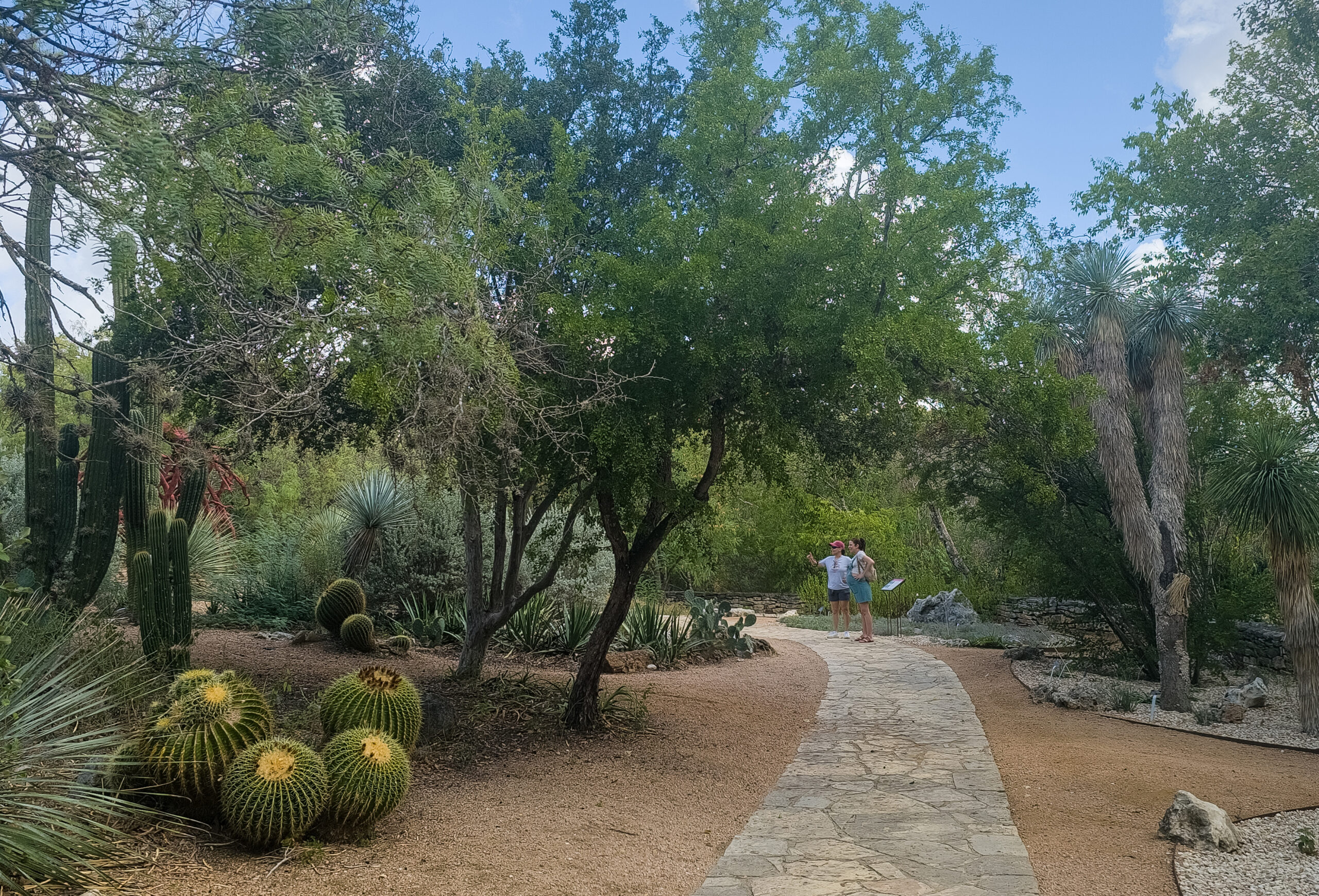 Two figures stand on a stone pathway leading among a beautiful array of native trees, cacti and other plants. 