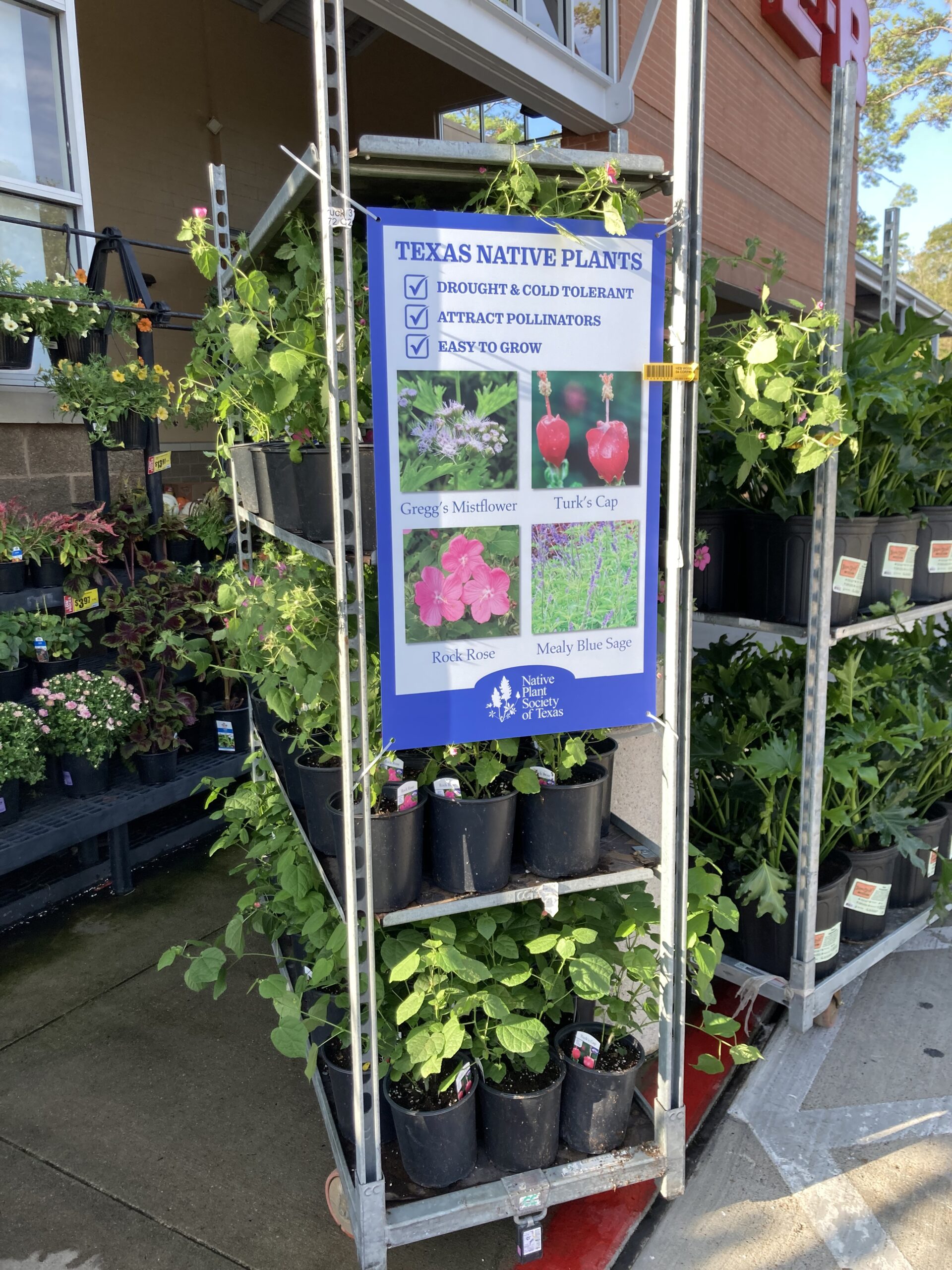 A display outside an HEB grocery store of four Texas native plants: Gregg’s mistflower, Turk’s cap, rock rose and mealy blue sage.