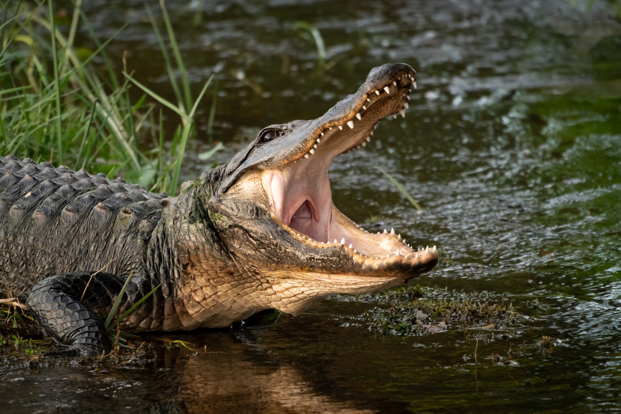 A captive alligator in a wetlands environment displays its teeth in an open-jawed pose.