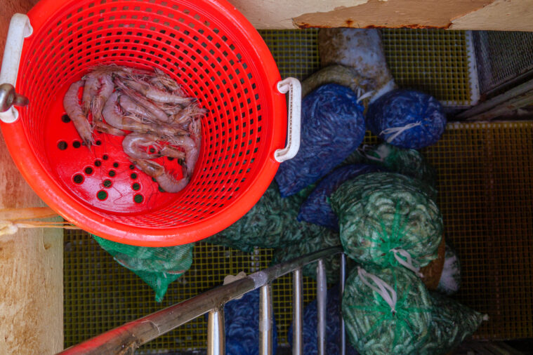 A handful of jumbo shrimp drain in a red plastic strainer while bags of more shrimp rest below in the hold.