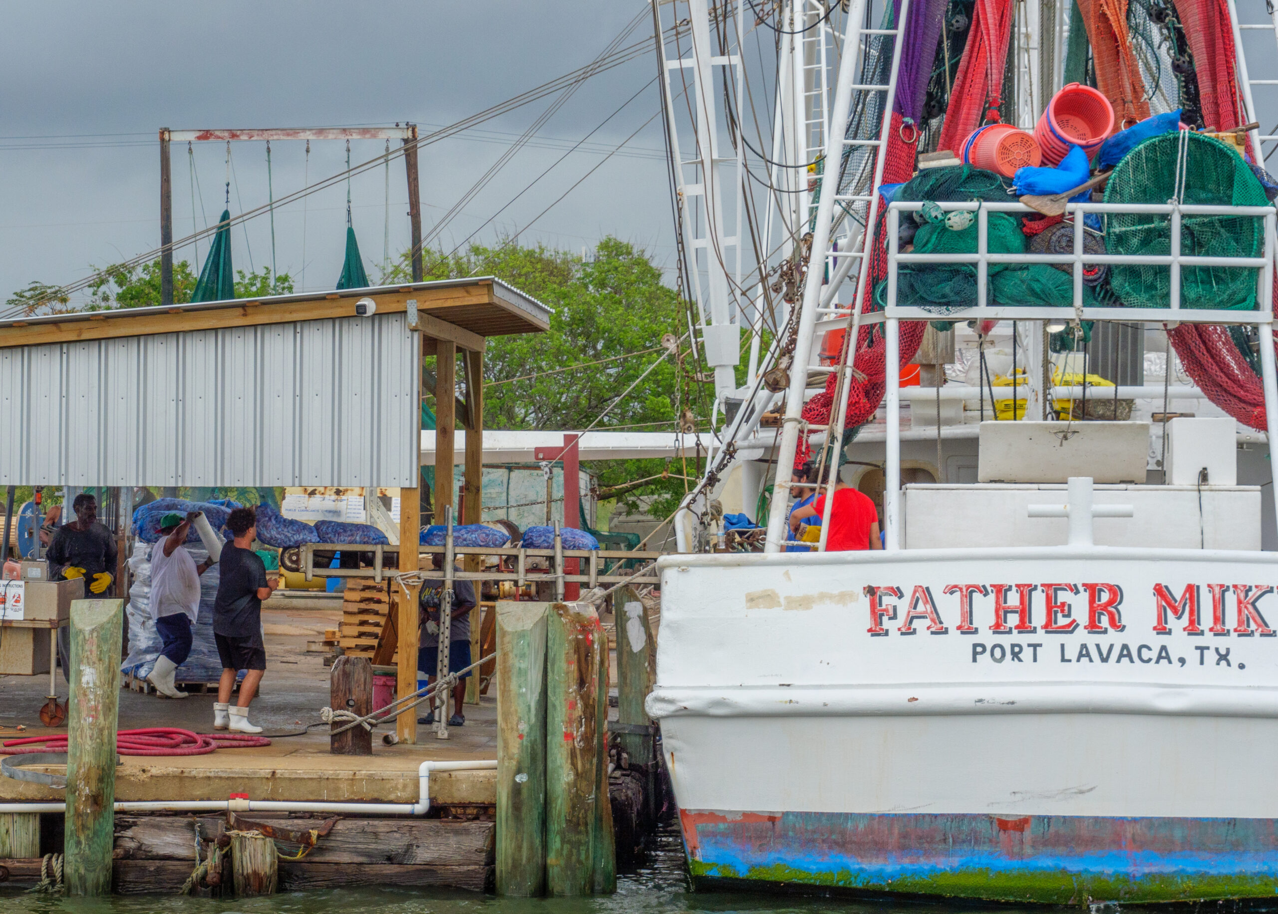 Three dockworkers work together to unload blue bags of jumbo shrimp from the Father Mike, which is from Port Lavaca, Texas according to red and black lettering on the stern.