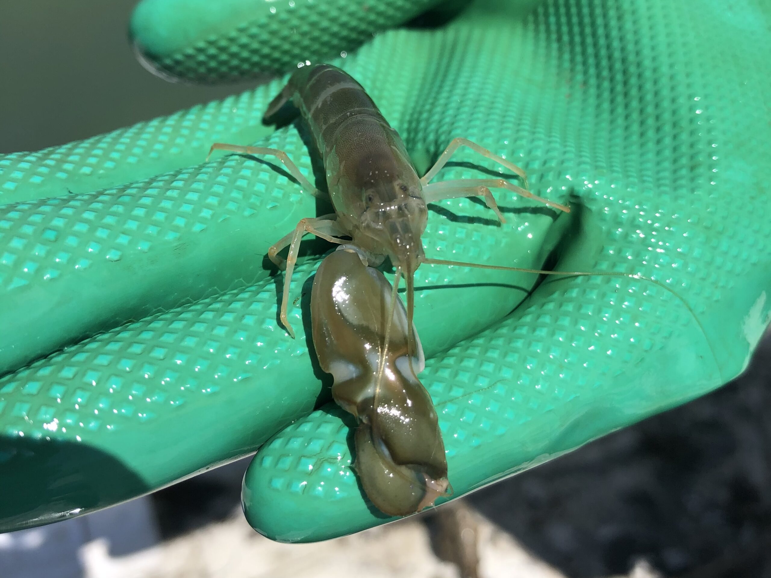A shrimp with a massive claw that is the length of the rest of its body rests in the palm of a gloved hand.