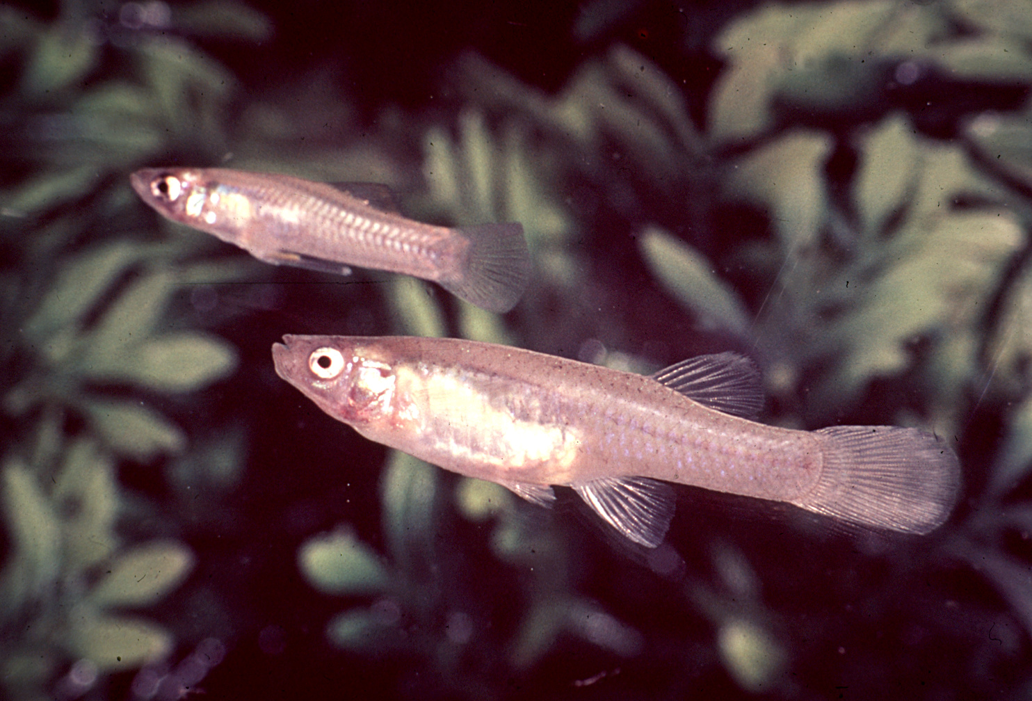 A grainy photo of two fish, each about 2-inches long, nestled among underwater greenery. They have orange and pink scales, not unlike some goldfish. This species was recently declared extinct, decades after the last sighting.