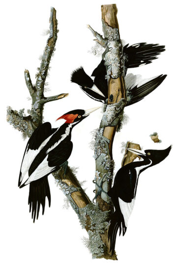A painting of a possibly extinct species, the bird has black and white plumage with a yellow-white beak and red on its head around its eyes.