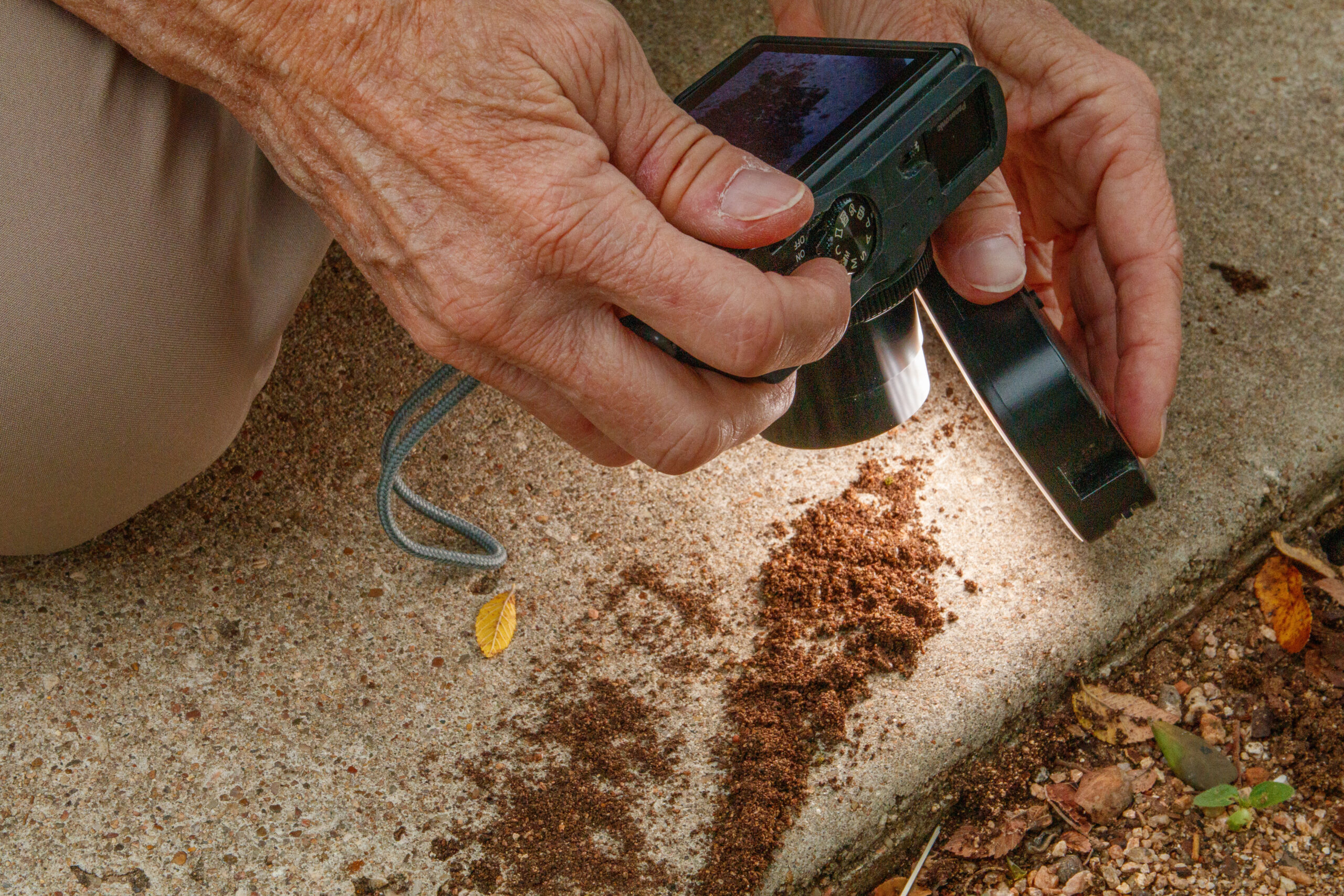 The hands of an older white woman, Valerie Bugh, as she holds a digital camera and LED light up close to some dirt on a walkway, with a tiny, mite-like insect in it.