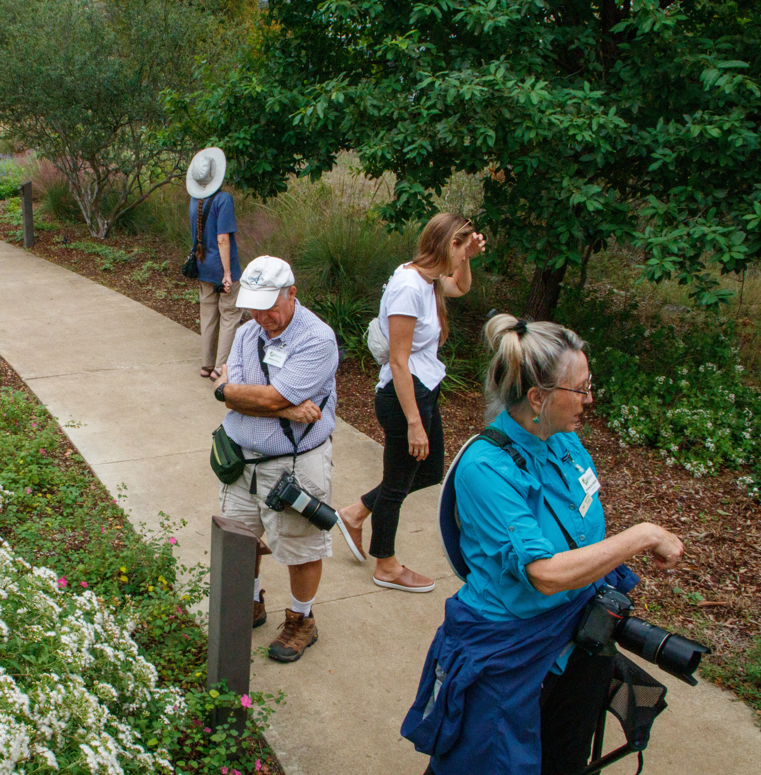 A group of people dressed in sensible, outdoorsy clothes cluster on a sidewalk walkway leading between native plants, looking for insects with Valerie Bugh.