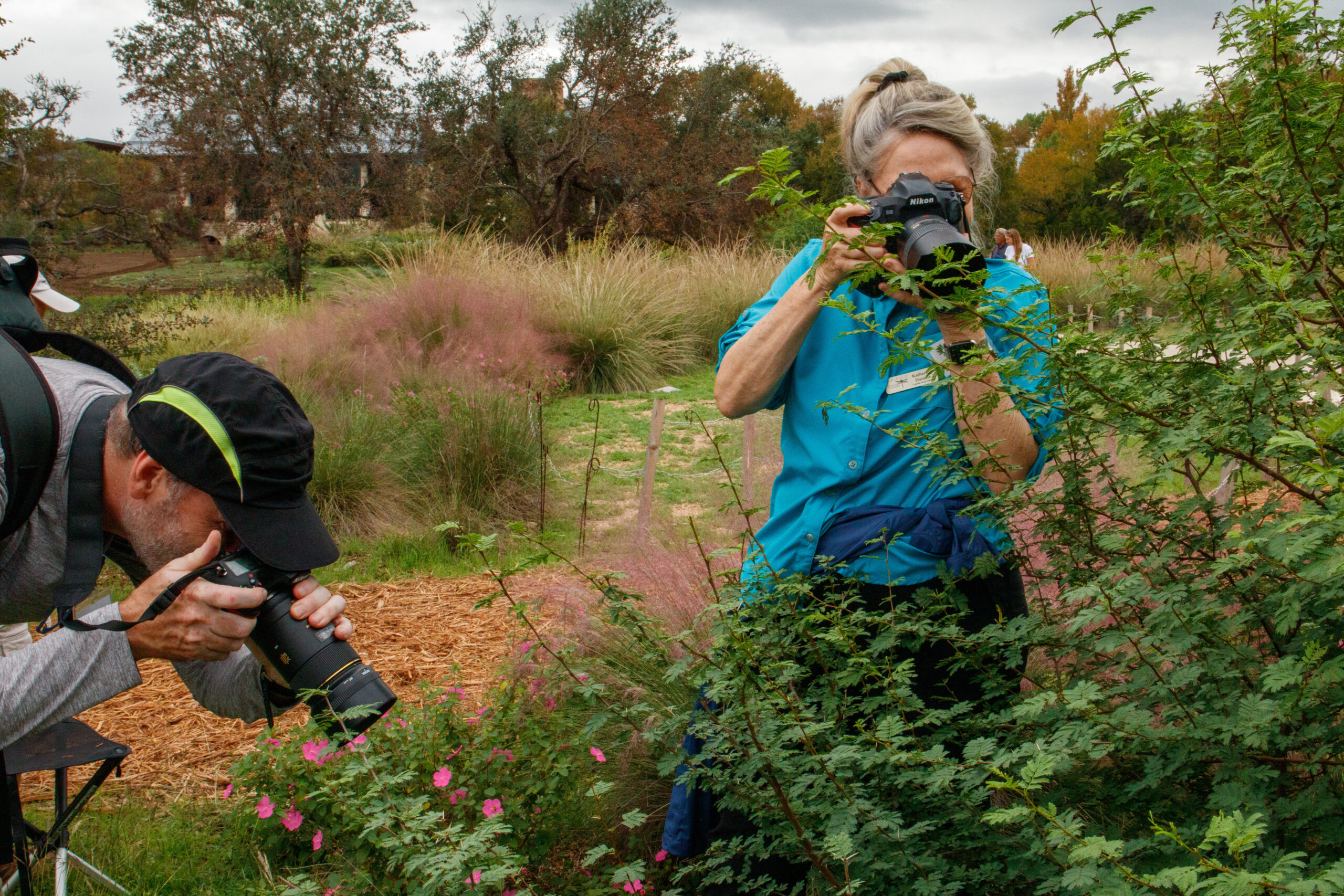 A white man and white woman in sensible outdoor clothing take photos among native plants, some of which are sprouting bright pink flowers.