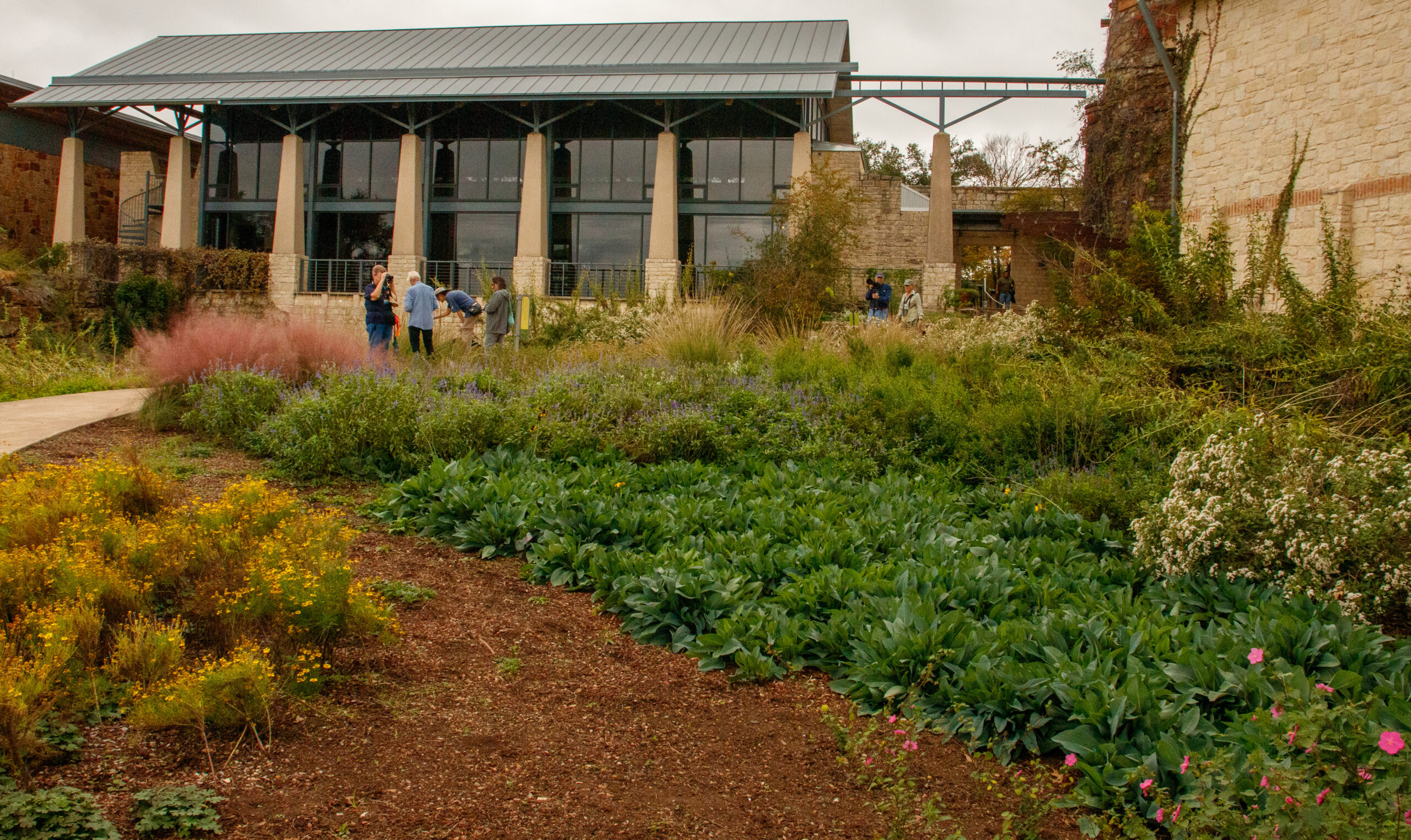 A cluster of people with cameras gather among native plants as they hunt for signs of insects and other small wildlife near the visitor center at the LBJ WildFlower Center.