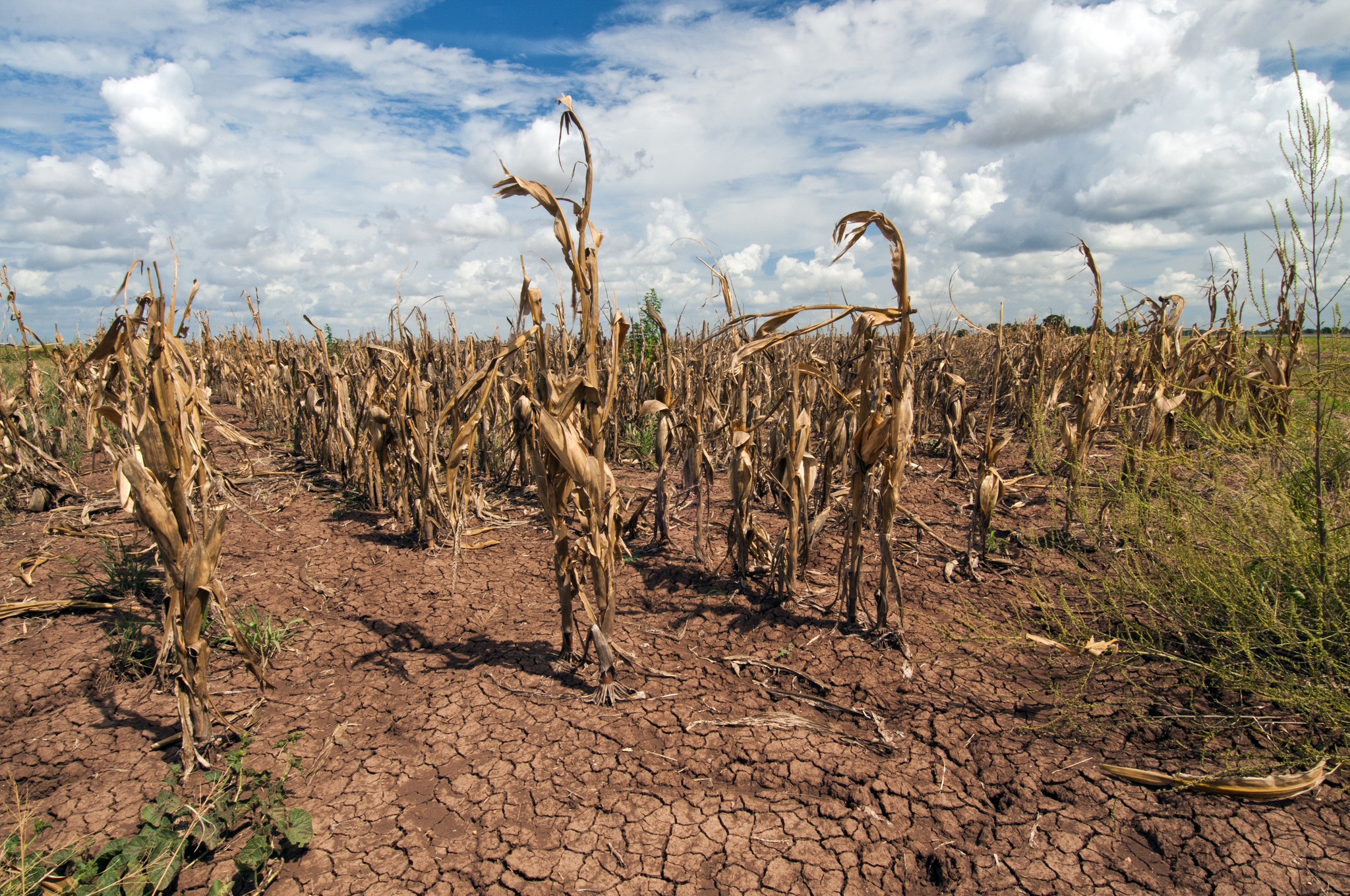 A drought-ridden cornfield, with cracked earth and dead or dying corn drying out, under a partly cloudy sky