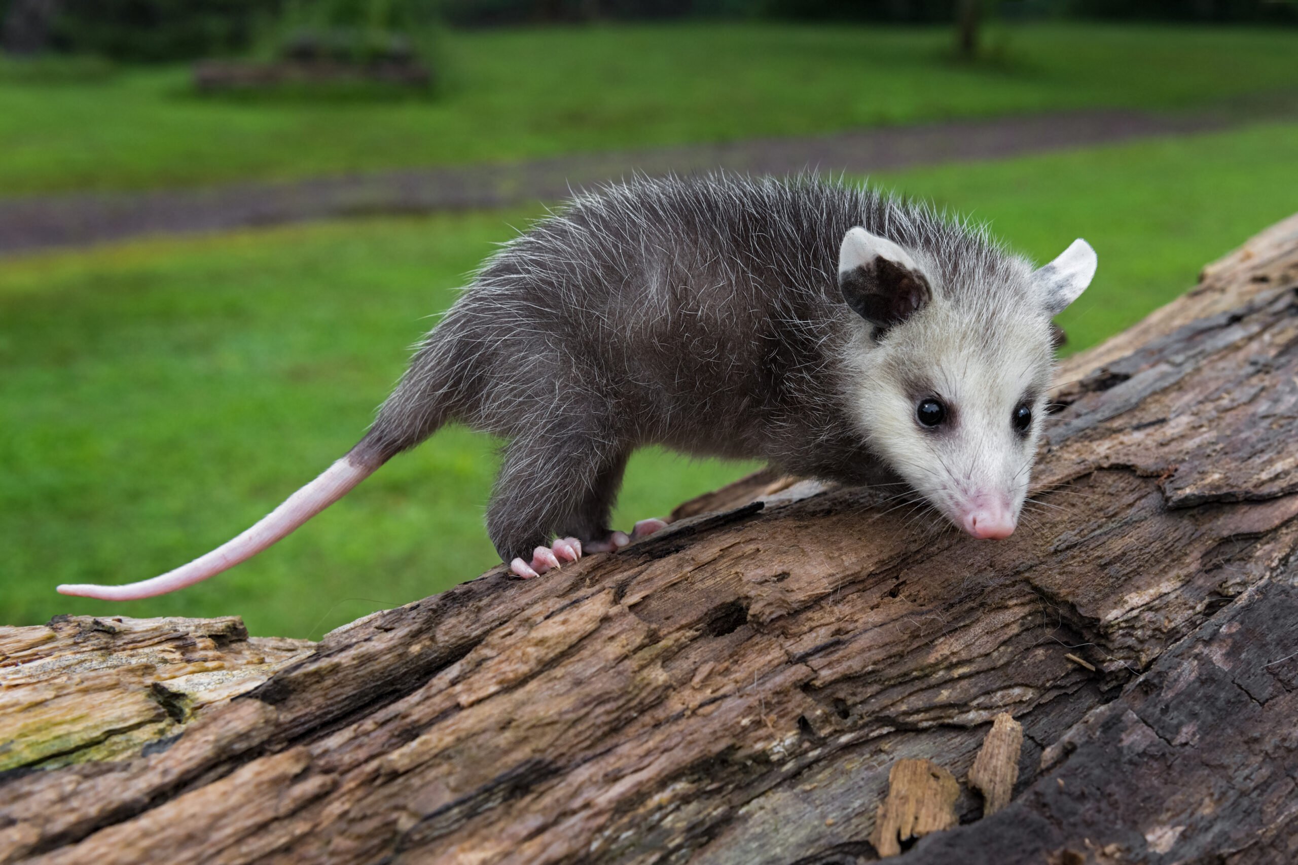 Virginia Opossum Joeys (Didelphis virginiana) stands a top a log.The animal is small and lanky.