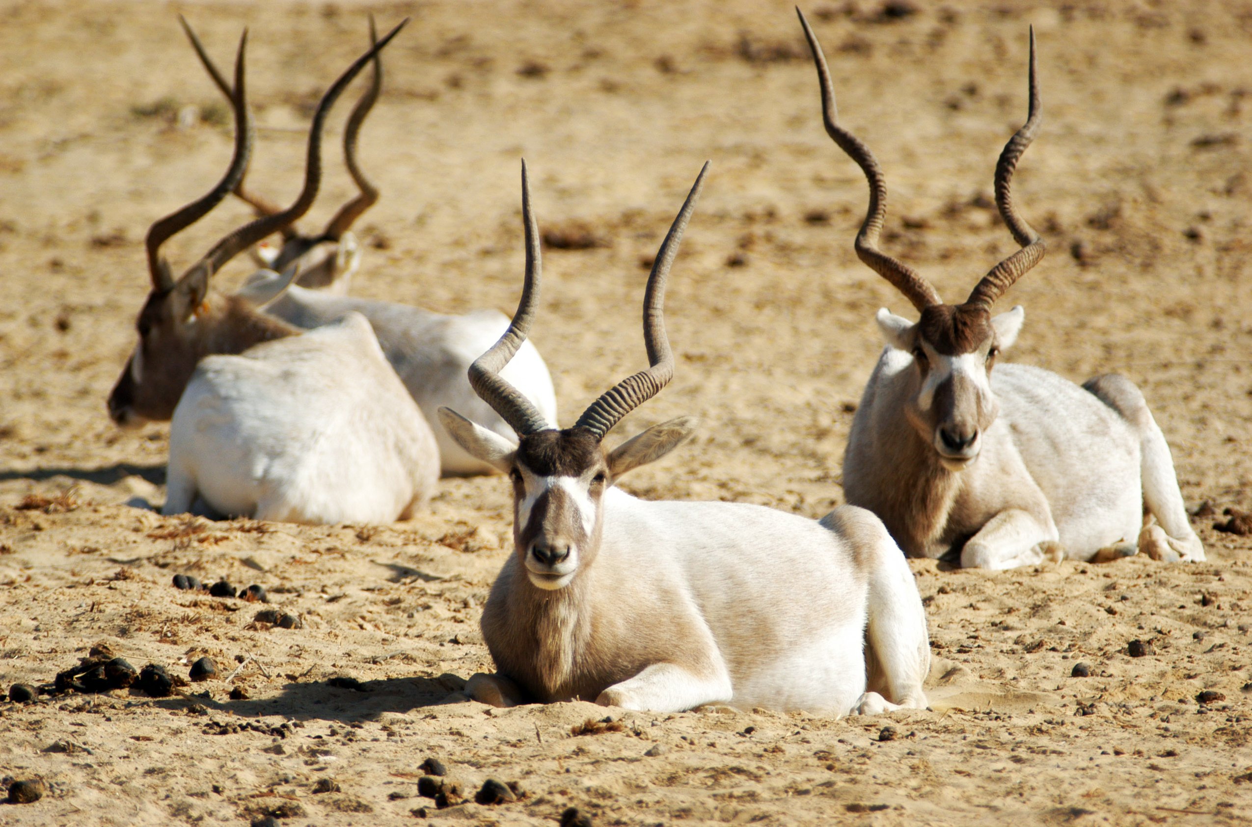 texas safari hunt