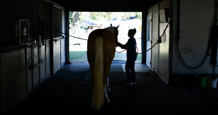 Veteriner Sığır Dürtüsü ve 'Gırtlaktan Gelen Feryat'